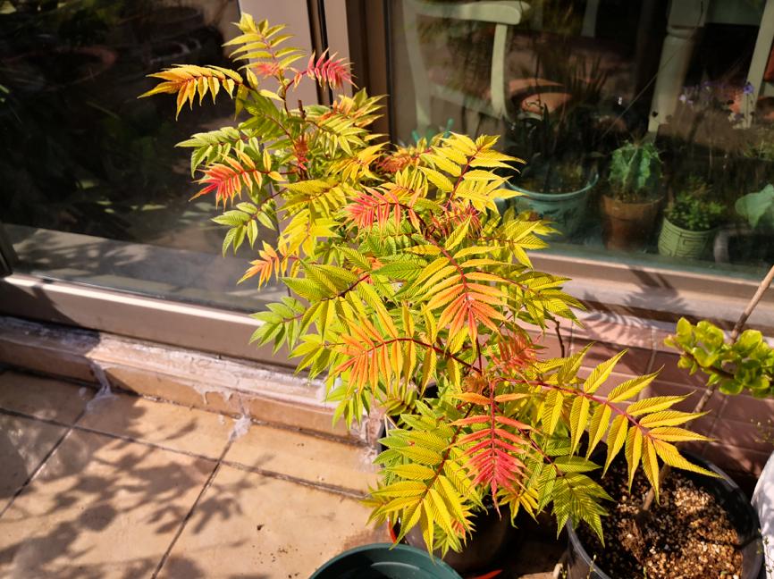 刺菜生长期_刺种莕菜_刺菜什么样