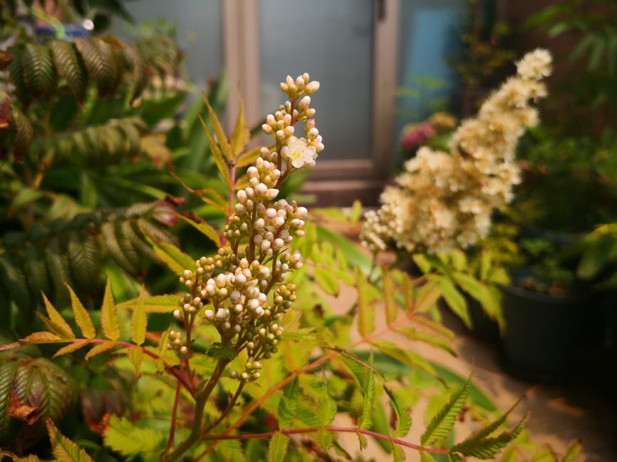 刺菜生长期_刺种莕菜_刺菜什么样
