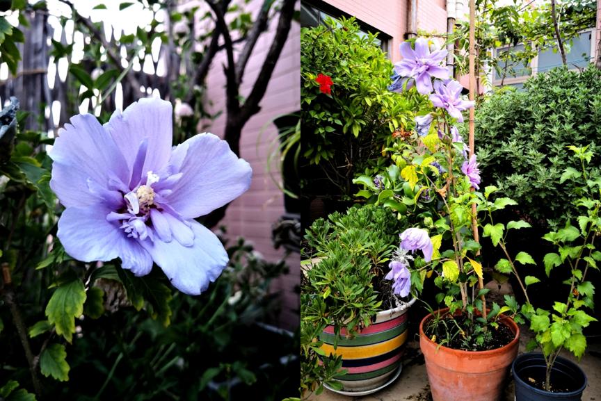 刺菜生长期_刺种莕菜_刺菜什么样