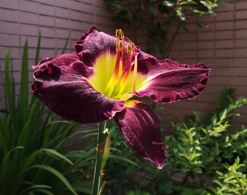 刺种莕菜_刺菜什么样_刺菜生长期