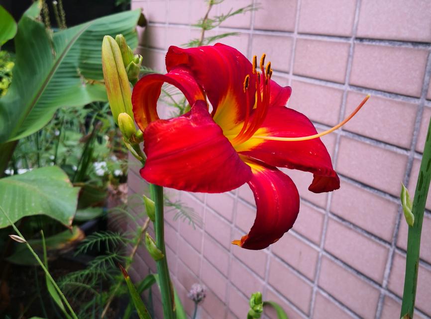 刺菜什么样_刺种莕菜_刺菜生长期