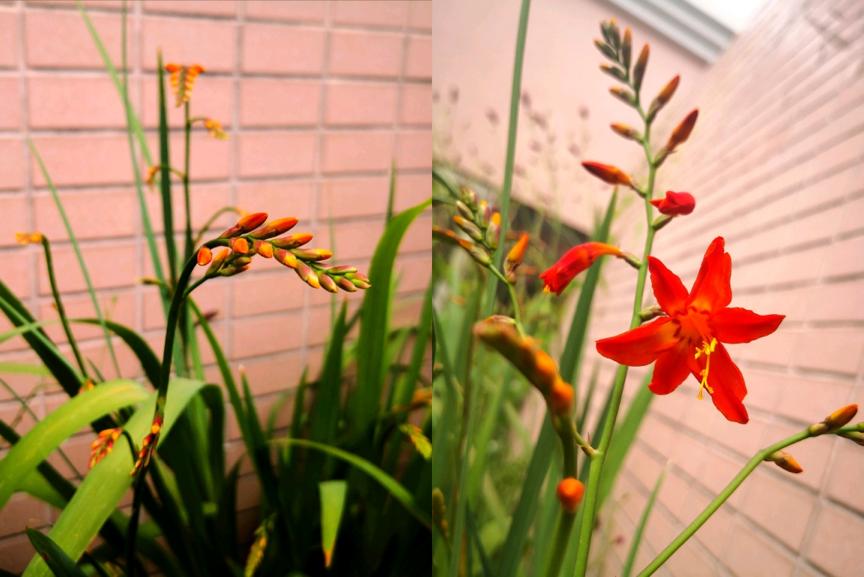 刺菜生长期_刺种莕菜_刺菜什么样