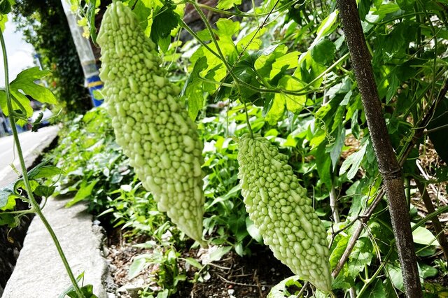 茄子孕妇早期能吃吗_孕早期能否吃茄子_孕妇早期能吃茄子吗