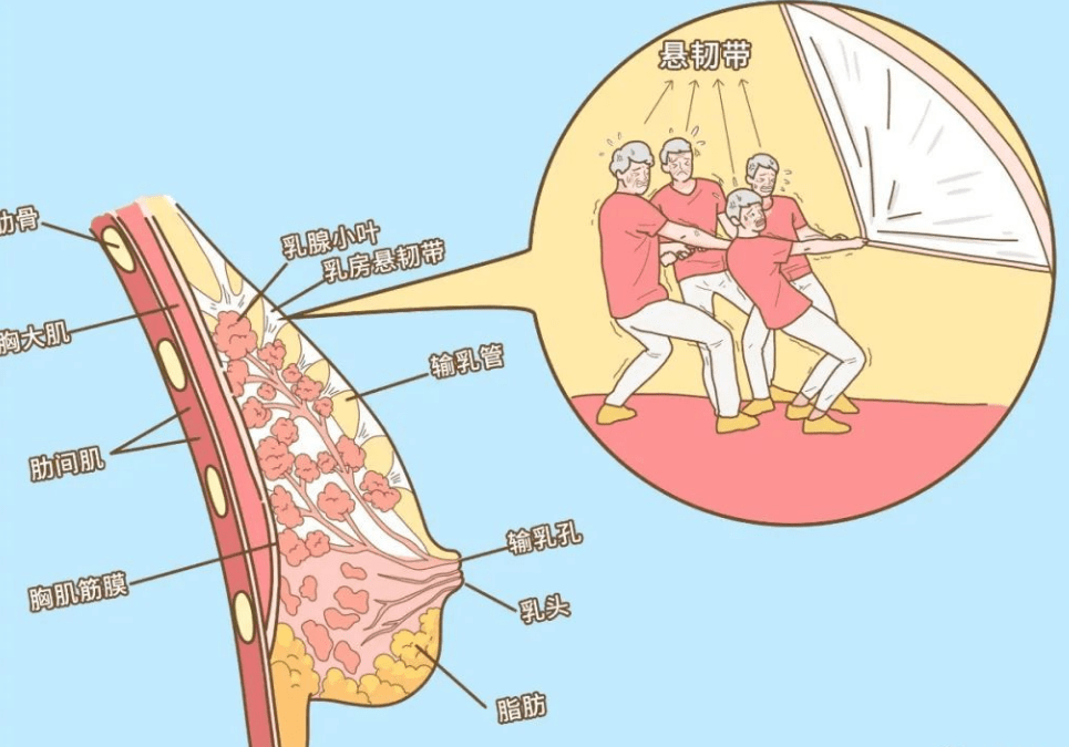 性感女性乳房图片_乳房图片名称_乳房图片宝宝知道
