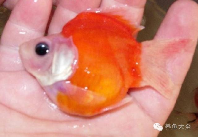 病治白点安全方法有哪些_治白点病的安全方法_病治白点安全方法是什么