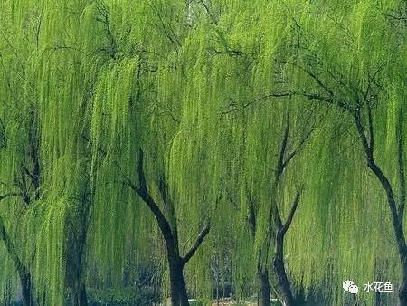 病治白点安全方法是什么_治白点病的安全方法_病治白点安全方法有哪些