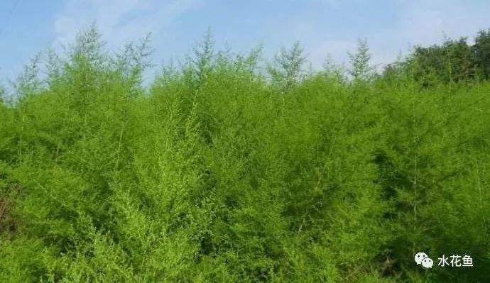 病治白点安全方法是什么_治白点病的安全方法_病治白点安全方法有哪些