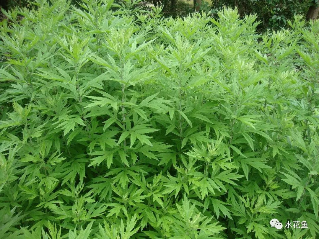 病治白点安全方法有哪些_病治白点安全方法是什么_治白点病的安全方法