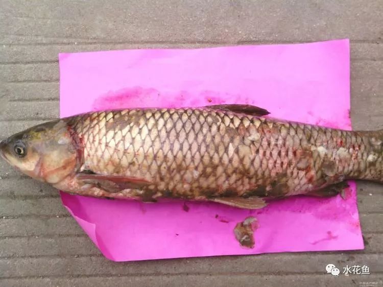病治白点安全方法有哪些_病治白点安全方法是什么_治白点病的安全方法