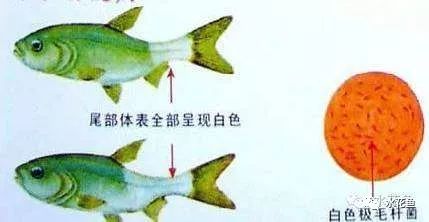 病治白点安全方法是什么_病治白点安全方法有哪些_治白点病的安全方法