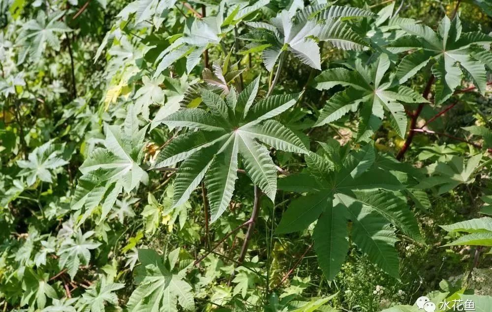 病治白点安全方法有哪些_治白点病的安全方法_病治白点安全方法是什么