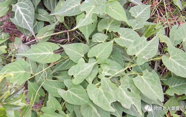用桑叶熬水洗头方法_用桑叶熬水洗头方法_用桑叶熬水洗头方法