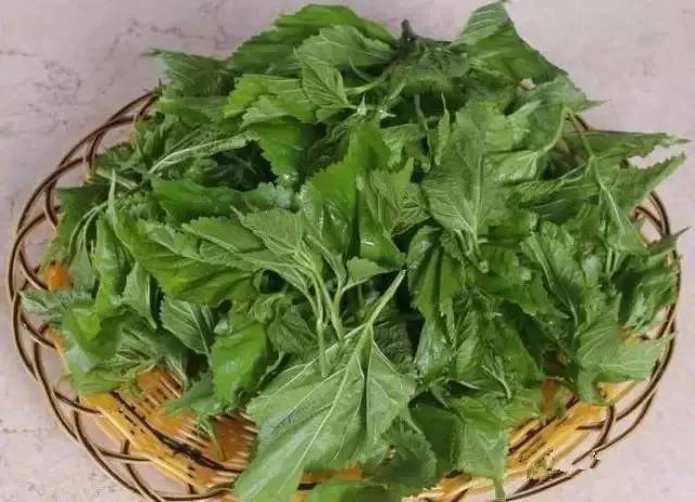 用桑叶熬水洗头方法_用桑叶熬水洗头方法_用桑叶熬水洗头方法