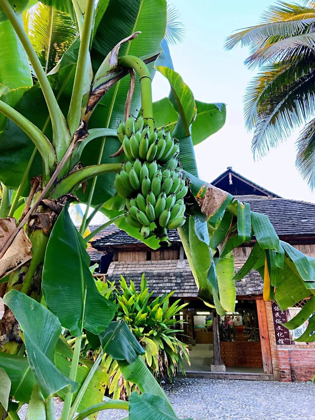 西双版纳景区有哪些景点_西双版纳景区图片_西双版纳景区图片我想看看