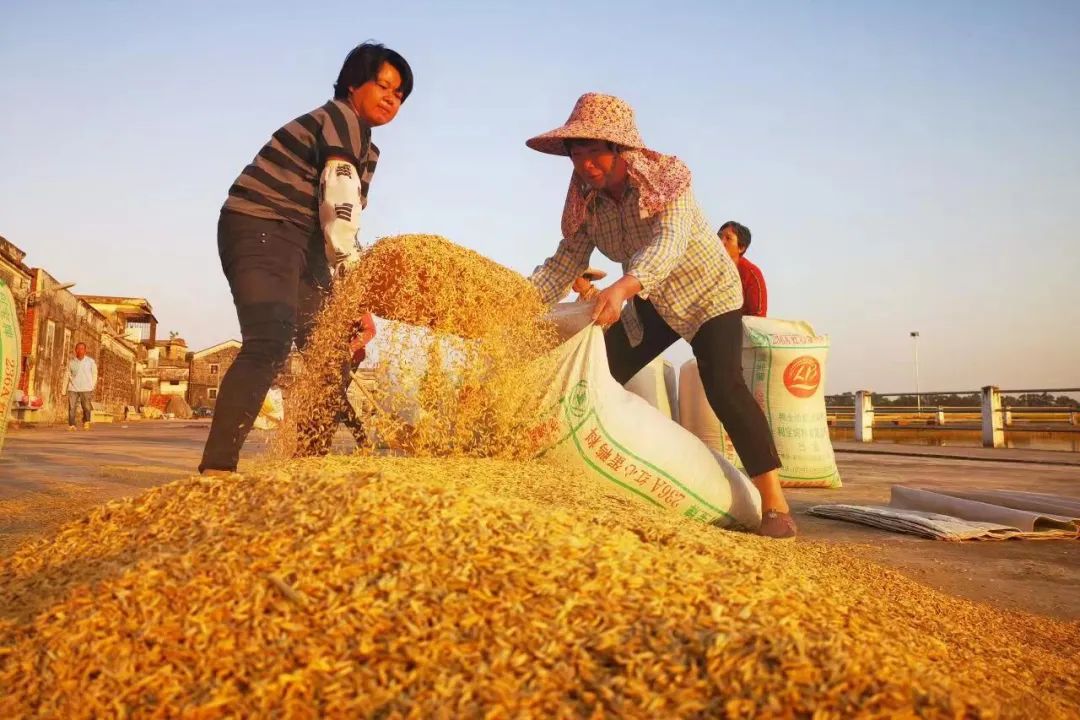农业稳定性_稳定农业_农业稳定基金有哪些