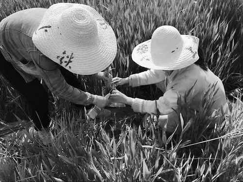 农资头条微生物肥料top20_农业生物微肥料名词解释_农业微生物肥料
