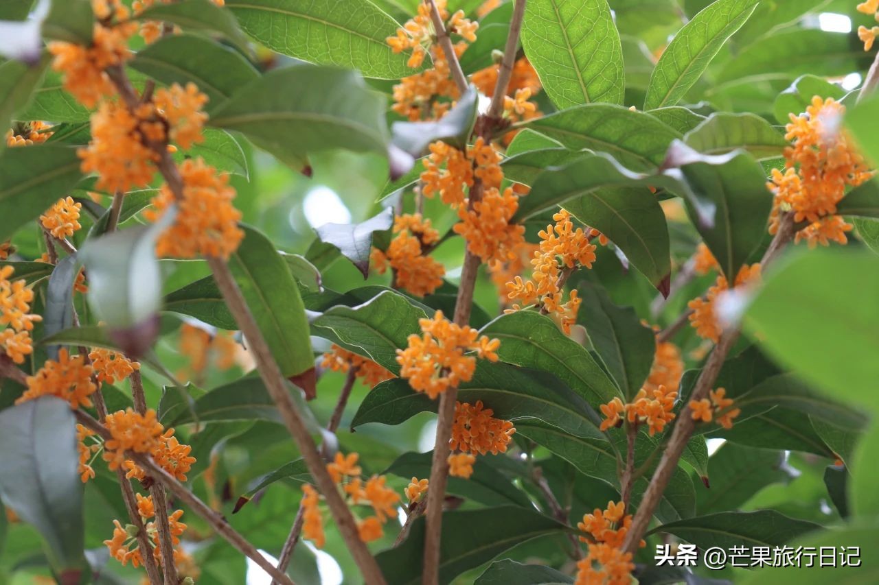 丽江旅游路线推荐_丽江旅游路线图_丽江旅游路线