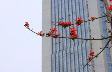 厦门华侨大学百度百科_华侨大学厦门校区报修网_厦门华侨大学电话号码是多少