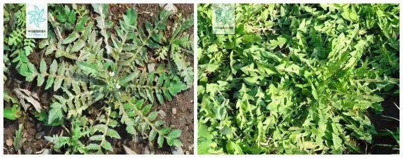 保鲜膜装菜_保鲜膜 菜_保鲜膜保鲜蔬菜