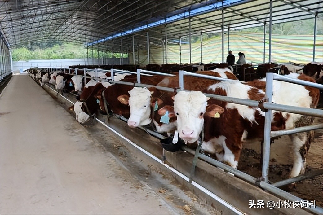 养牛的利润率_养牛利润与成本计算_养牛的利润和成本是多少