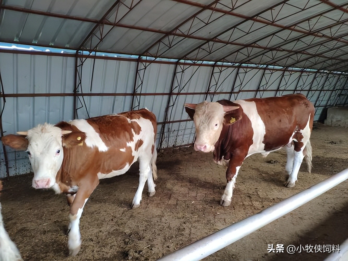 养牛的利润和成本是多少_养牛利润与成本计算_养牛的利润率