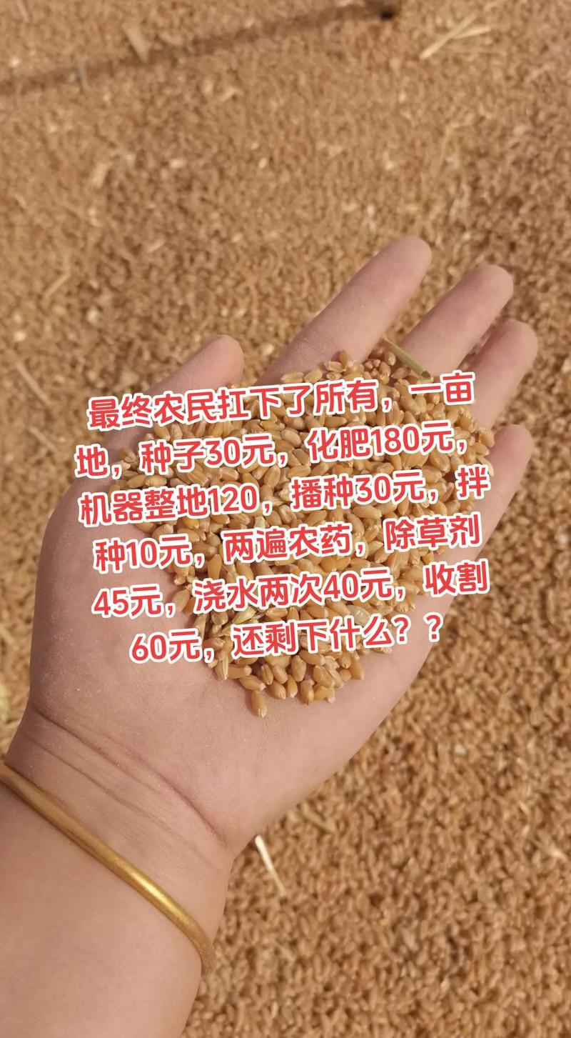 小麦价格