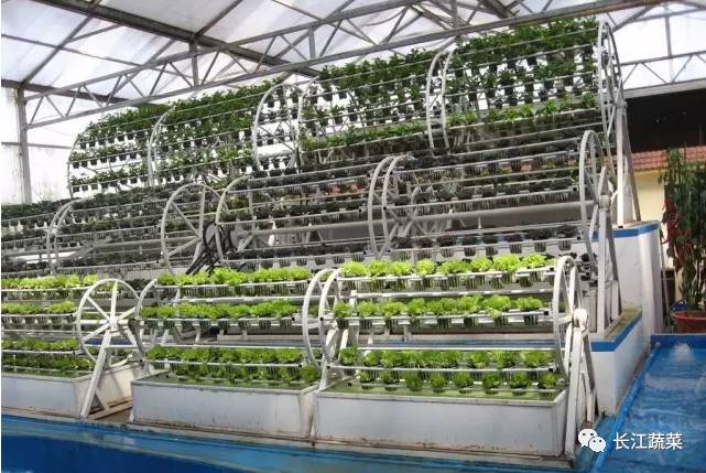 叶菜 水培 营养液配方_水培菜营养液制造_水培叶菜营养液调整