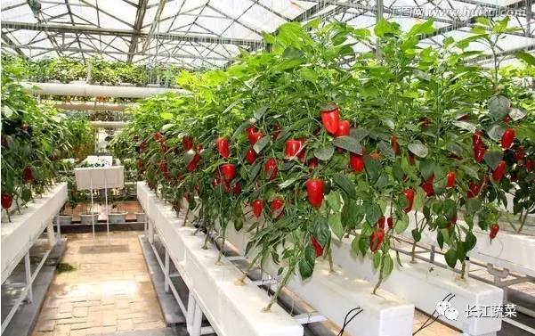 叶菜 水培 营养液配方_水培菜营养液制造_水培叶菜营养液调整
