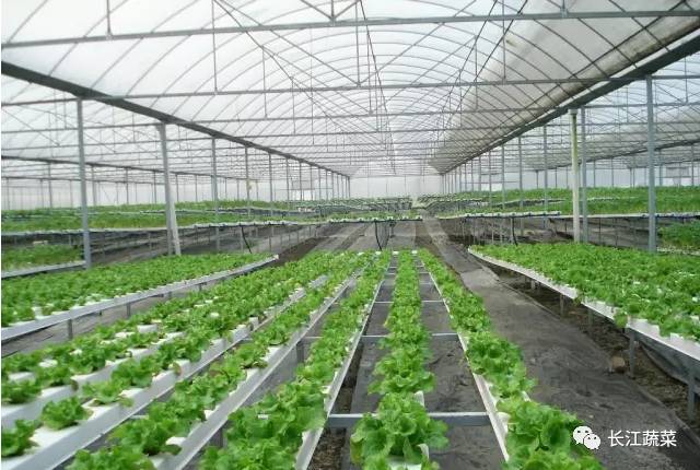 水培菜营养液制造_水培叶菜营养液调整_叶菜 水培 营养液配方