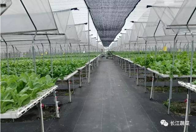 叶菜 水培 营养液配方_水培叶菜营养液调整_水培菜营养液制造