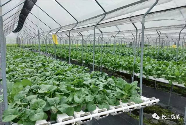 叶菜 水培 营养液配方_水培菜营养液制造_水培叶菜营养液调整