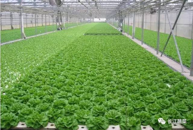 叶菜 水培 营养液配方_水培菜营养液制造_水培叶菜营养液调整