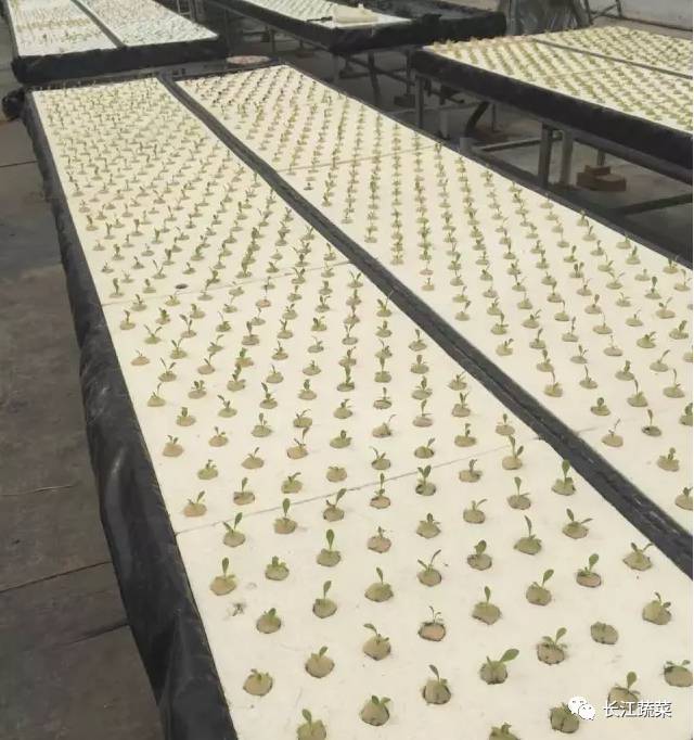 叶菜 水培 营养液配方_水培菜营养液制造_水培叶菜营养液调整
