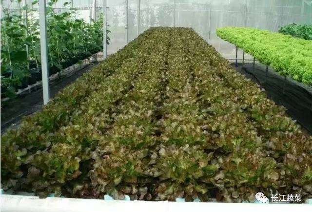 水培菜营养液制造_水培叶菜营养液调整_叶菜 水培 营养液配方