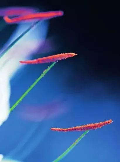 拍花的技巧_怎么拍花最好看_拍花怎么拍清晰