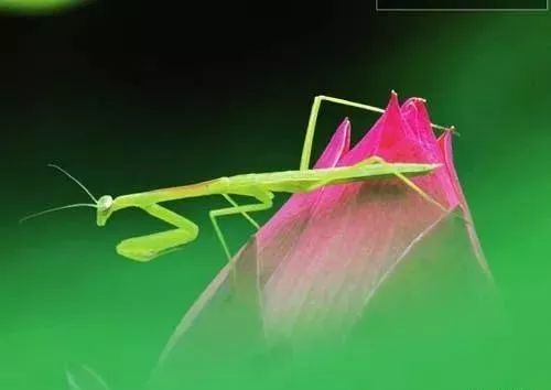 拍花的技巧_拍花怎么拍清晰_怎么拍花最好看