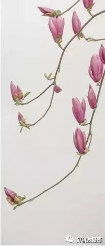 手把手教你拍花_拍花的技巧_怎么拍花最好看