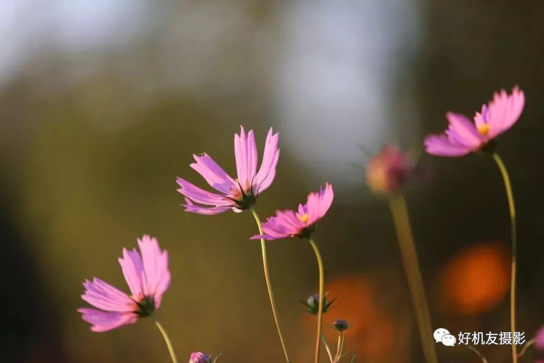 手把手教你拍花_怎么拍花最好看_拍花的技巧