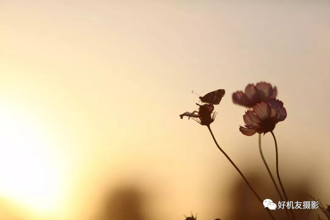 怎么拍花最好看_拍花的技巧_手把手教你拍花