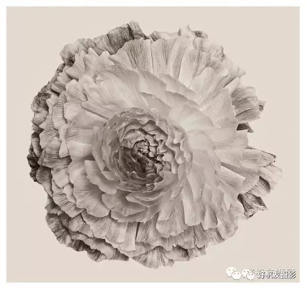 拍花的技巧_手把手教你拍花_怎么拍花最好看