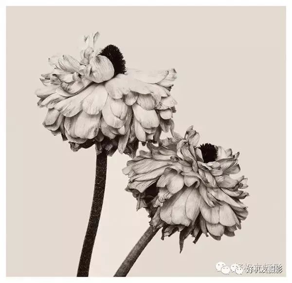 手把手教你拍花_怎么拍花最好看_拍花的技巧