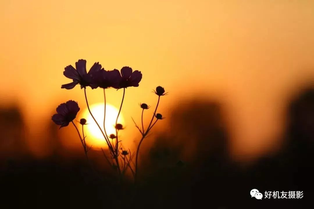 手把手教你拍花_拍花的技巧_怎么拍花最好看