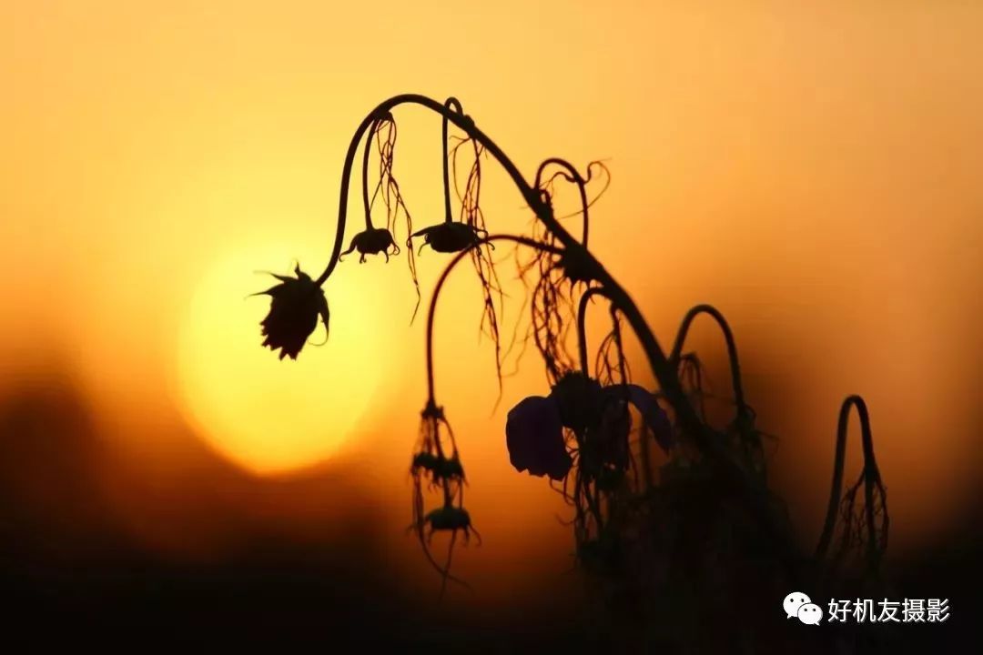 怎么拍花最好看_拍花的技巧_手把手教你拍花