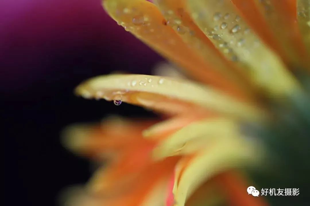 怎么拍花最好看_拍花的技巧_手把手教你拍花