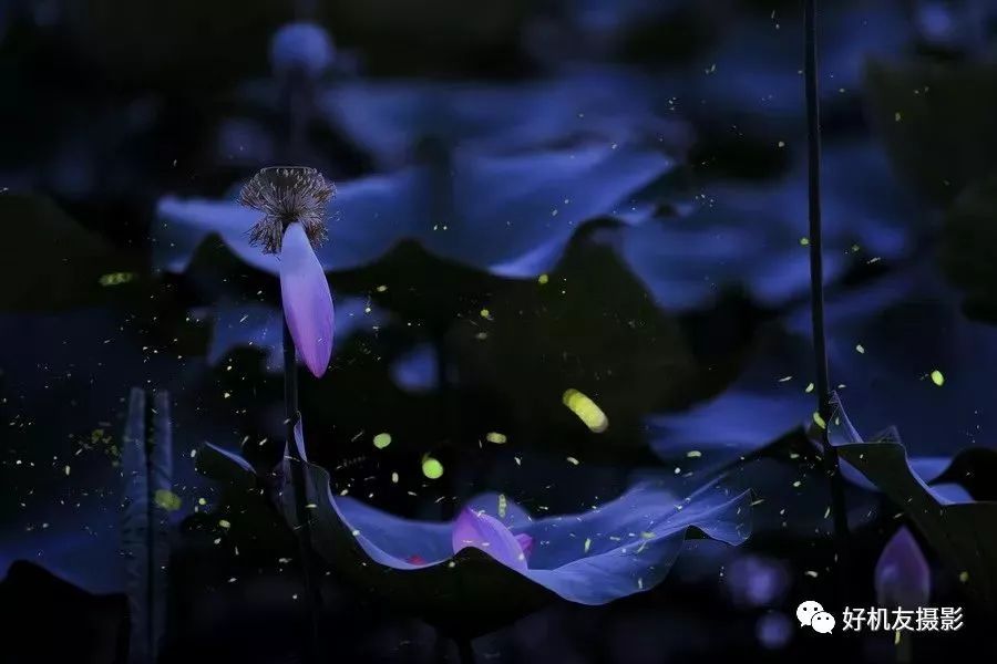 怎么拍花最好看_拍花的技巧_手把手教你拍花