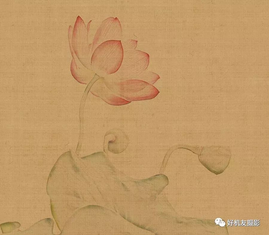 手把手教你拍花_怎么拍花最好看_拍花的技巧