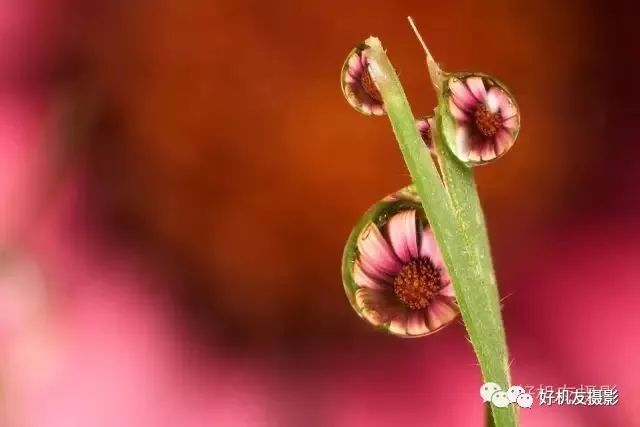 拍花的技巧_手把手教你拍花_怎么拍花最好看