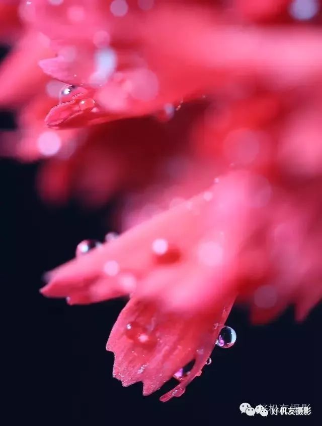 拍花的技巧_手把手教你拍花_怎么拍花最好看