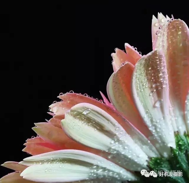拍花的技巧_怎么拍花最好看_手把手教你拍花