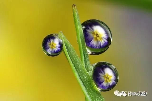 拍花的技巧_手把手教你拍花_怎么拍花最好看